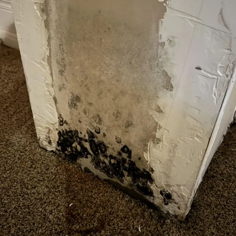 Professional Mold Removal in Ithaca, MI
